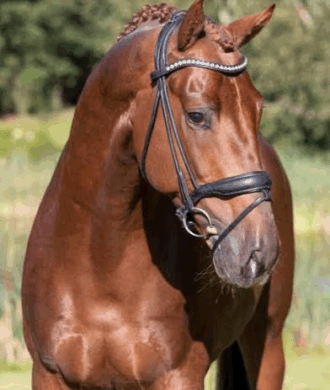 My Vitality by Zen Elite Equestrian Center Team USA Dressage Adrienne Lyle
